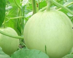 炸瓜孕妇可以吃吗,安全指南解析