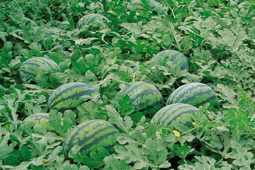 沂山吃瓜视频大全,视频大全带你领略当地特色美食