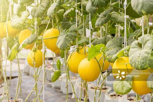 大唐吃瓜群众,吃瓜群众视角下的宫廷秘闻